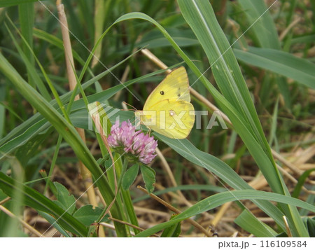アカツメクサの蜜を吸うモンキチョウ 116109584