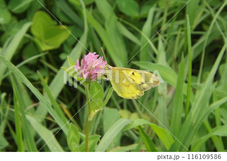 アカツメクサの蜜を吸うモンキチョウ アカツメクサの蜜を吸うモンキチョウ 116109586