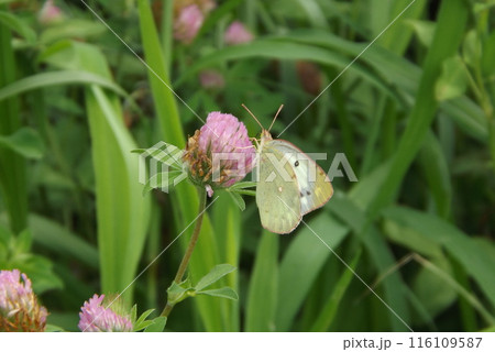 アカツメクサの蜜を吸うモンキチョウ アカツメクサの蜜を吸うモンキチョウ 116109587