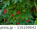 7月の赤い実の樹木 116109642