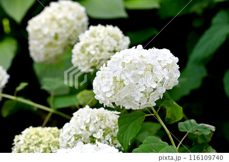 アナベル 116109740