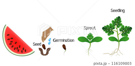 Sequence of a watermelon plant growing isolated on white. 116109803