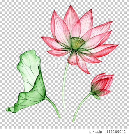 watercolor drawing, transparent lotus flower. set of lotus flowers and leaves 116109942
