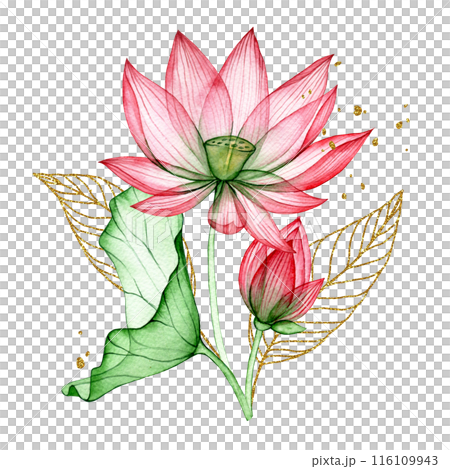 watercolor drawing, a bouquet of transparent lotus flowers with golden leaves. composition of lotus flowers and leaves 116109943