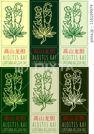 Set of vector drawing ALOITIS RAF in Chinese in various colors. Hand drawn illustration. The Latin name is DRACOCEPHALUM L Set of vector drawing ALOITIS RAF in Chinese in various colors. Hand drawn illustration. The Latin name is DRACOCEPHALUM L 116109974