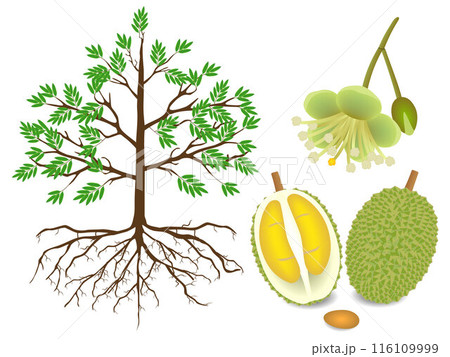 An illustration showing parts of a durian plant on a white background. 116109999