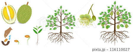 Cycle of growth of a durian plant on a white background. Cycle of growth of a durian plant on a white background. 116110027