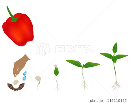 Sequence of red pepper plant growing isolated on white. Sequence of red pepper plant growing isolated on white. 116110135