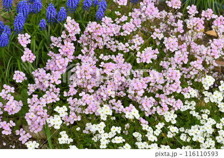 Arabis and Muscari - an early spring flower, primrose Arabis and Muscari - an early spring flower, primrose 116110593