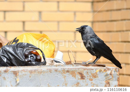 Jackdaw sits on the edge of a garbage container 116110616