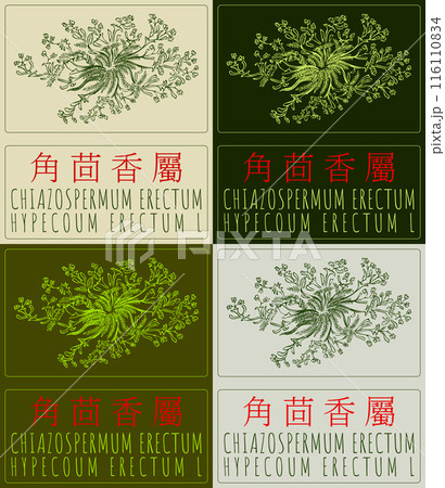 Set of vector drawing CHIAZOSPERMUM ERECTUM in Chinese in various colors. Hand drawn illustration. The Latin name is HYPECOUM ERECTUM L. 116110834