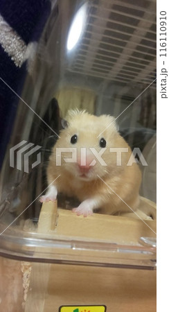 外を眺めるキンクマハムスター 116110910