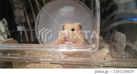 外を眺めるキンクマハムスター 外を眺めるキンクマハムスター 116110929