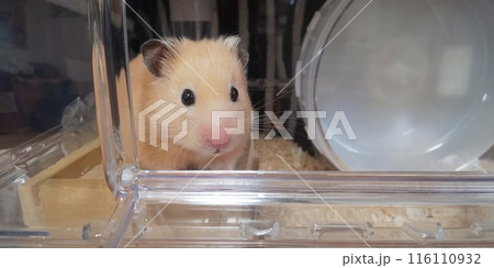 外を眺めるキンクマハムスター 116110932