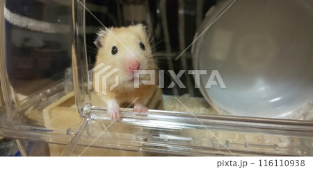 外を眺めるキンクマハムスター 外を眺めるキンクマハムスター 116110938