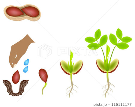 Sequence of a peanut plant growing isolated on white. Sequence of a peanut plant growing isolated on white. 116111177