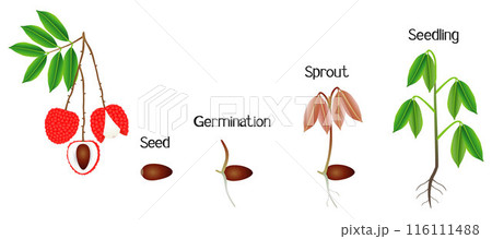 Sequence of a lychee plant growing isolated on white. 116111488