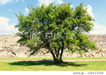 A lone green tree with a dense canopy of leaves against a backdrop of a grassy field and a stone wall. The clear sky with a few clouds adds to the peaceful scene. 116111539