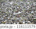コチドリ 116111579