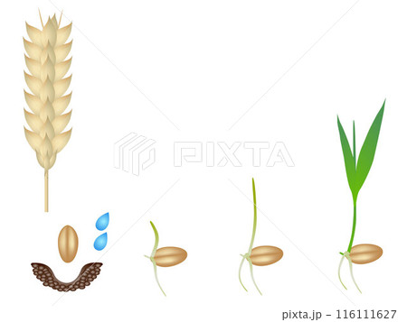 Sequence of a wheat plant growing isolated on white. 116111627