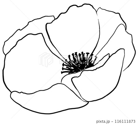 Hand drawn wildflower, black outlines poppy flower isolated illustration, wedding stationery 116111873