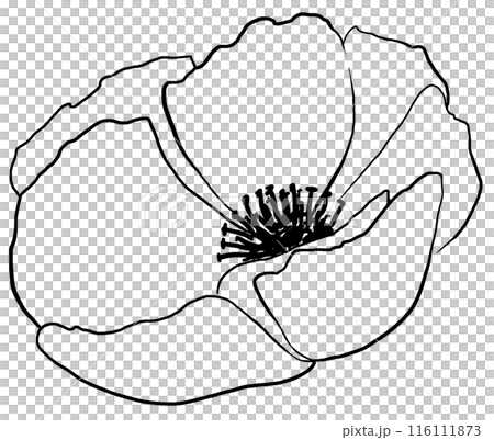Hand drawn wildflower, black outlines poppy flower isolated illustration, wedding stationery Hand drawn wildflower, black outlines poppy flower isolated illustration, wedding stationery 116111873