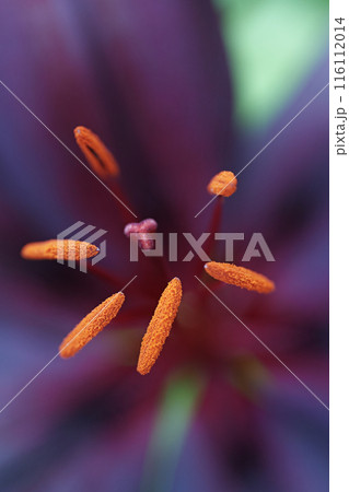 踊るゆりの雄しべ 116112014