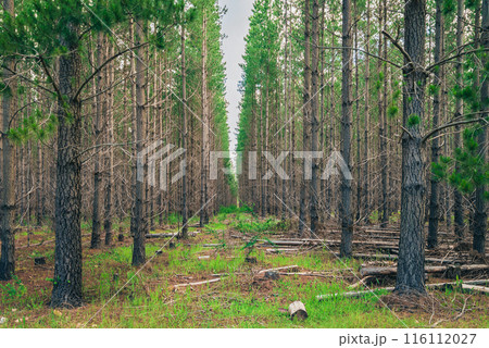 Kuitpo forest reserve with pine trees Kuitpo forest reserve with pine trees 116112027