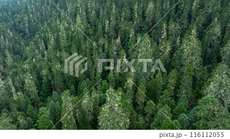 Aerial view of beautiful forest mountain landscape Aerial view of beautiful forest mountain landscape 116112055