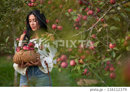 Young beautiful woman with long hair, picking red apples in orchard at summertime. Front view of stylish pensive lady holding rustic french basket full of apples outdoors. Concept of harvesting. Young beautiful woman with long hair, picking red apples in orchard at summertime. Front view of stylish pensive lady holding rustic french basket full of apples outdoors. Concept of harvesting. 116112379