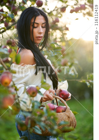Sexy female gardener in white shoulderless blouse posing with apples in garden. View from shoulder of gorgeous girl holding basket with apples, against sunlit background. Harvest, beauty concept. 116112419