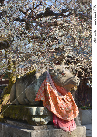 北野天満宮の梅 116112746