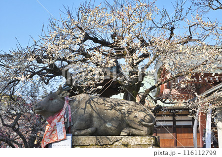 北野天満宮の梅 116112799