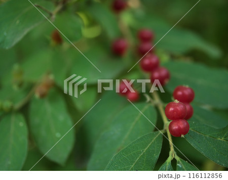 6月に実ったキンギンボクの赤い実 116112856