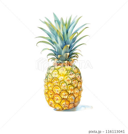 白背景にパイナップルの水彩イラスト 白背景にパイナップルの水彩イラスト 116113041