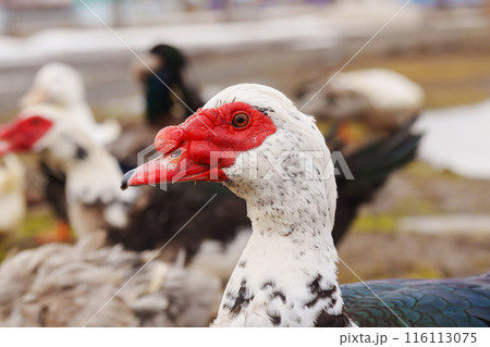 Muscovy duck and a distinctive red face is seen rummaging through the soil at the edge of a puddle. 116113075