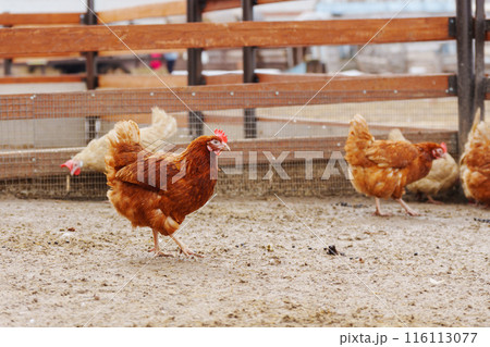 Chickens are seen standing on top of a dirt ground, pecking and scratching at the surface. Chickens are seen standing on top of a dirt ground, pecking and scratching at the surface. 116113077