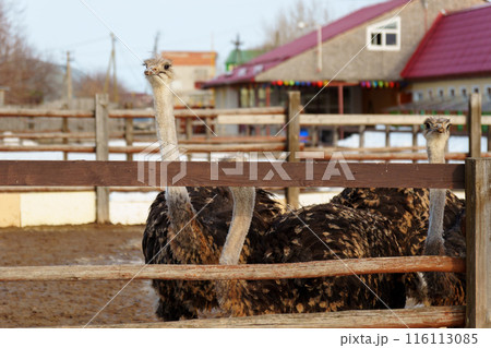 Group of ostriches standing tall and proud next to a sturdy wooden fence, showcasing. Group of ostriches standing tall and proud next to a sturdy wooden fence, showcasing. 116113085