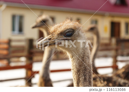 Group of ostriches standing tall and proud next to a sturdy wooden fence, showcasing. Group of ostriches standing tall and proud next to a sturdy wooden fence, showcasing. 116113086