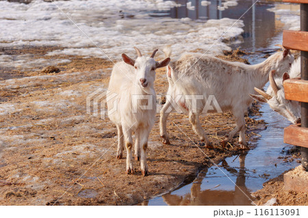 Goats seem at ease, peacefully grazing and exploring their surroundings. Goats seem at ease, peacefully grazing and exploring their surroundings. 116113091