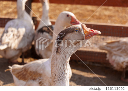 Graceful Flock of Geese Standing Together, selective focus 116113092