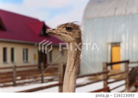 Elegant ostrich close up with its head held high, standing gracefully in a rustic barn. 116113093