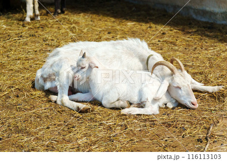 White goat stands next to a sturdy wooden fence on a farm, showcasing a portrait of agriculture. 116113103