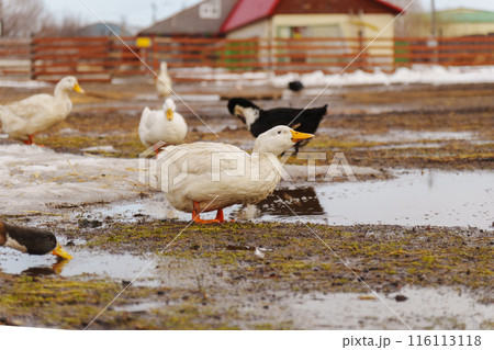 Ducks are standing in the dirt, their feathers blending with the earth as they explore the ground with their beaks. Ducks are standing in the dirt, their feathers blending with the earth as they explore the ground with their beaks. 116113118