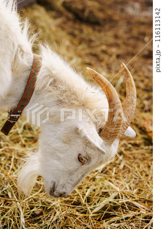 Goat stands gracefully on a tall pile of golden hay, surveying its surroundings with curiosity and poise. Goat stands gracefully on a tall pile of golden hay, surveying its surroundings with curiosity and poise. 116113142