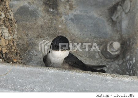 イワツバメ 116113399