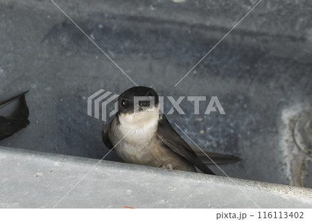 イワツバメ 116113402