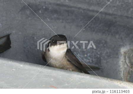 イワツバメ イワツバメ 116113403