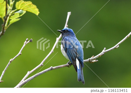 オオルリ 116113451