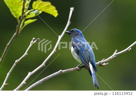 オオルリ 116113452